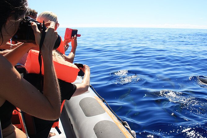 Whale and Dolphin Watching Tour from Funchal - Boat comfort and sea conditions