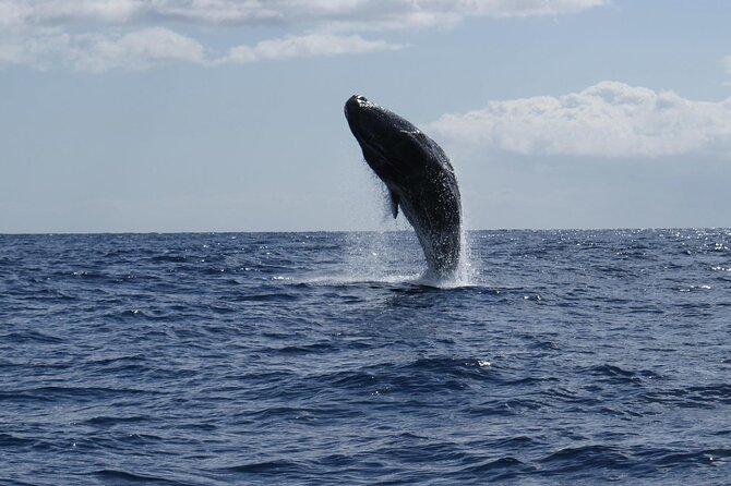 Whale and Dolphin Watching Tour from Funchal - Is $58.07 a fair price?
