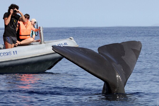 Whale and Dolphin Watching Tour from Funchal - Who will enjoy this Madeira boat trip?