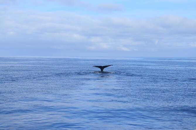 Whale and Dolphin Watching Tour in Madeira - Swimming and snorkeling in clear southwest water