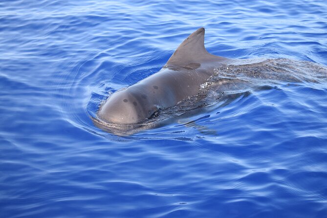 Whale and Dolphin Watching Tour in Madeira - What the small-group format really gives you