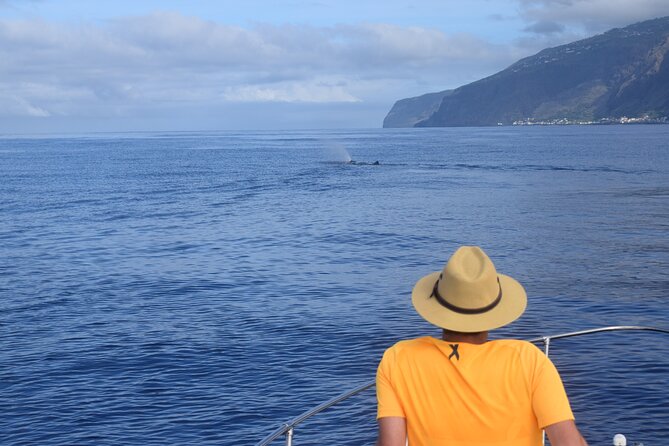 Whale and Dolphin Watching Tour in Madeira - Is $83.44 good value for this Madeira boat trip?