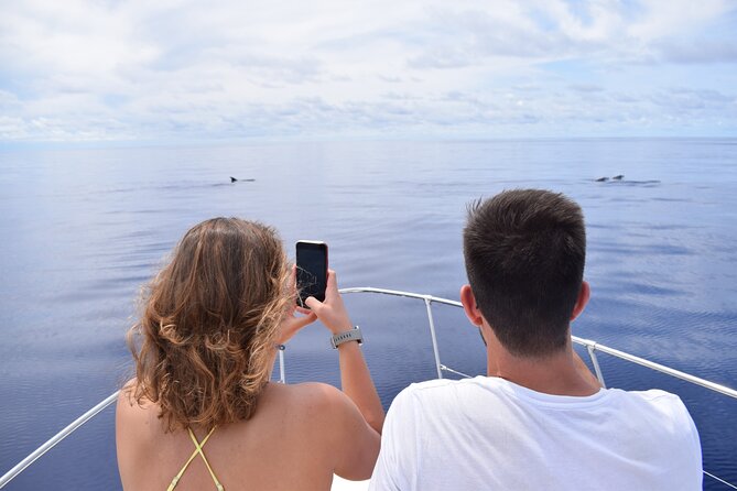 Whale and Dolphin Watching Tour in Madeira - Madeira from the water, from Calheta toward the coast
