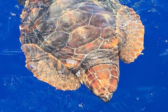 Whale & Dolphin Watching in Madeira - Key points to know before booking