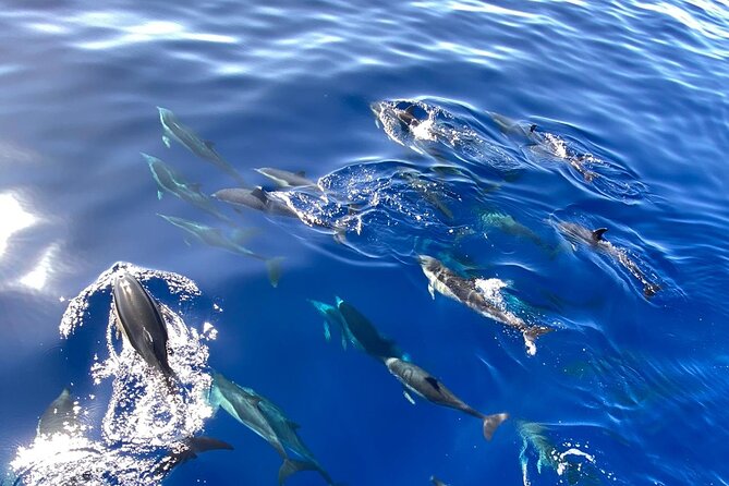 Whale & Dolphin Watching in Madeira - Why this short Madeira boat trip works
