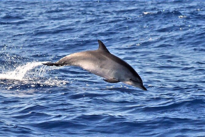 Whale & Dolphin Watching in Madeira - Ponta de São Lourenço from the water