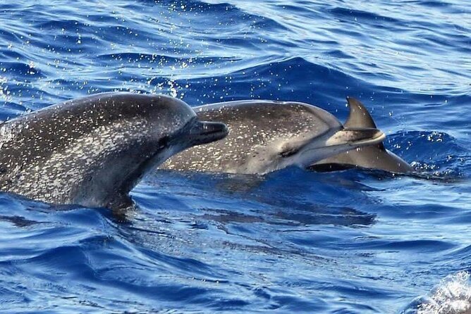 Whale & Dolphin Watching in Madeira - The swim near Cais do Sardinha