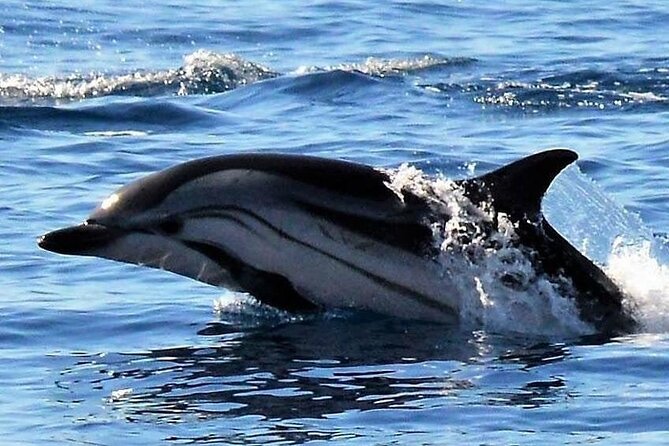 Whale & Dolphin Watching in Madeira - Who will enjoy this experience most