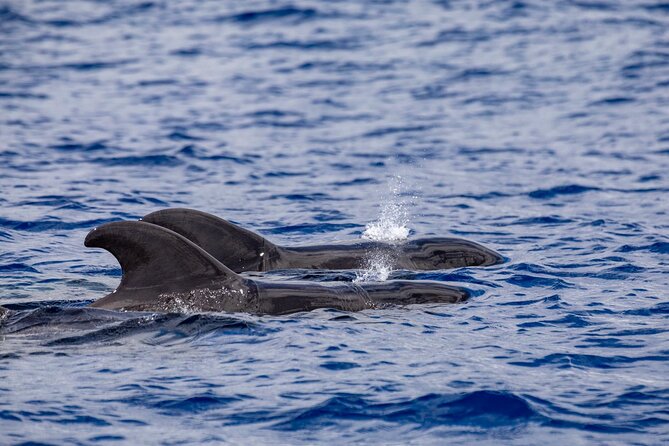 Whale & Dolphin Watching in Madeira - Practical advice for a better outing