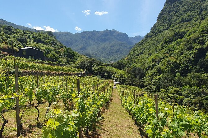 Wine Tasting Experience in Boaventura, Madeira North Coast - The harvest-season warning